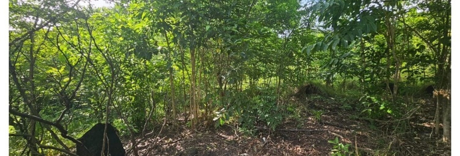 Terrain  2983 m² à vendre à Bouillante (97125)