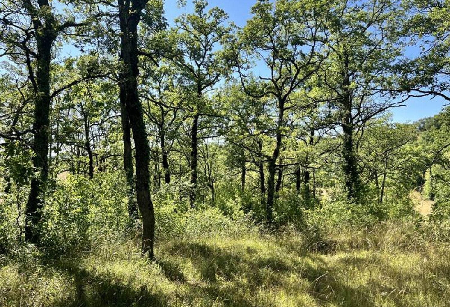 Terrain à bâtir de 0 pièces principales — photo 1