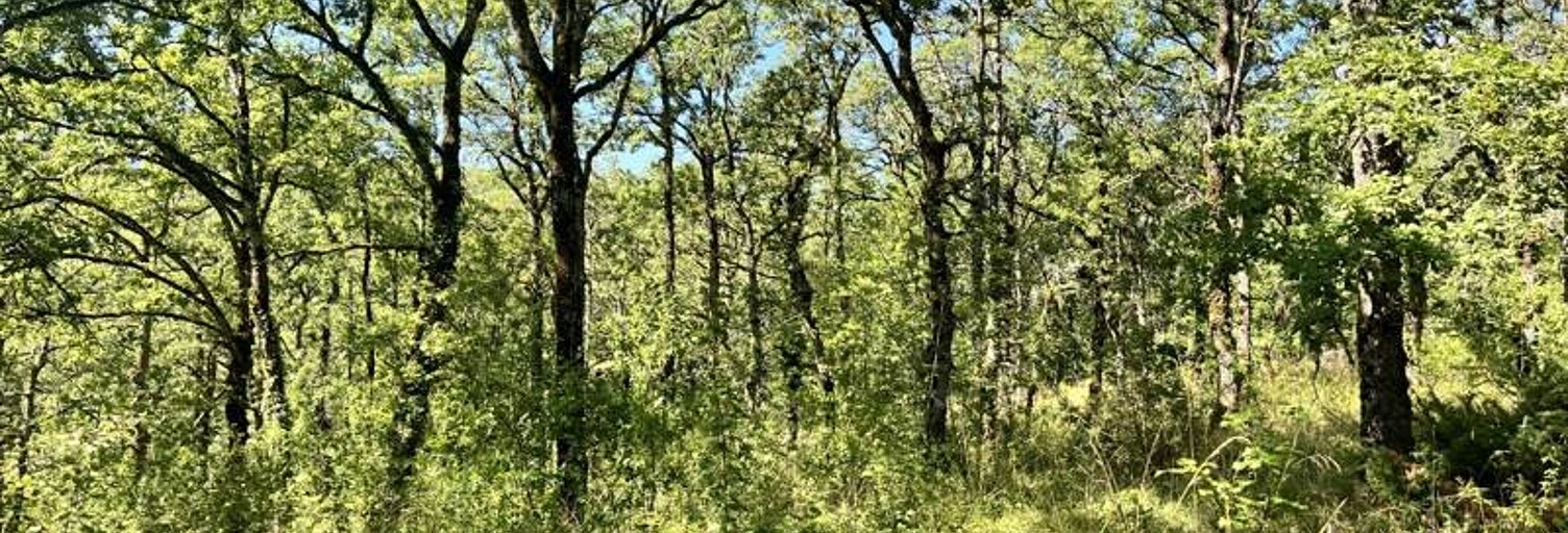 Terrain  2400 m² à vendre à Esclauzels (46090)