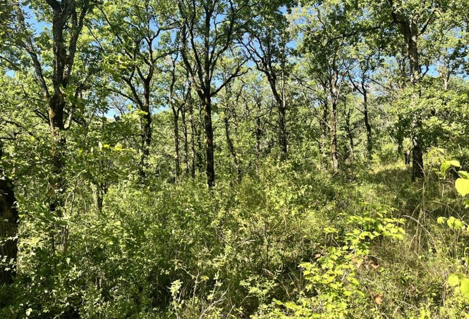 Terrain à bâtir de 0 pièces principales — photo 1