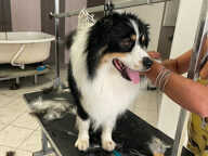 À vendre – Salon de toilettage canin et félin au cœur de Questembert — photo 2