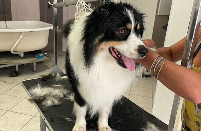 À vendre – Salon de toilettage canin et félin au cœur de Questembert — photo 2