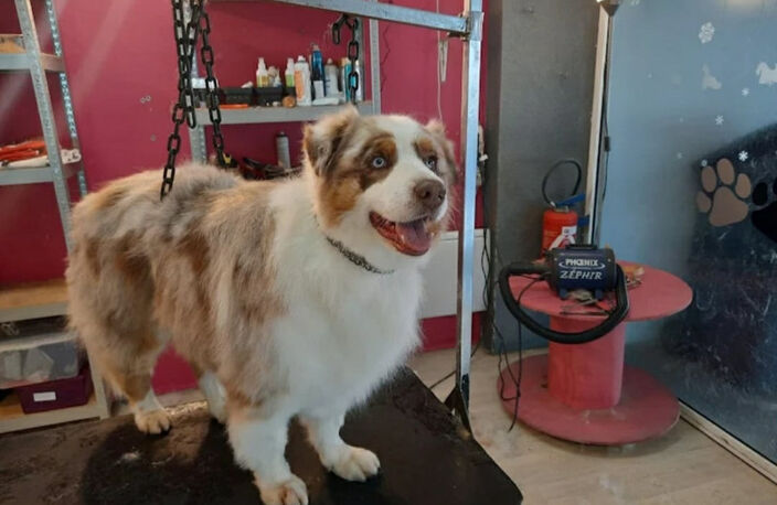 À vendre – Salon de toilettage canin et félin au cœur de Questembert — photo 4