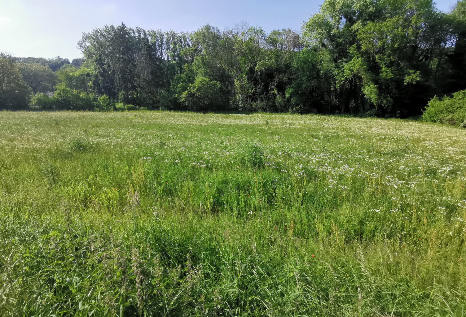 Dept Essonne (91), à vendre à SERMAISE (91530), Terrain cons — photo 1