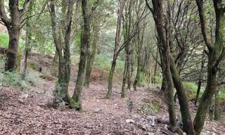 Terrain  5784 m² à vendre à Levie (20170)