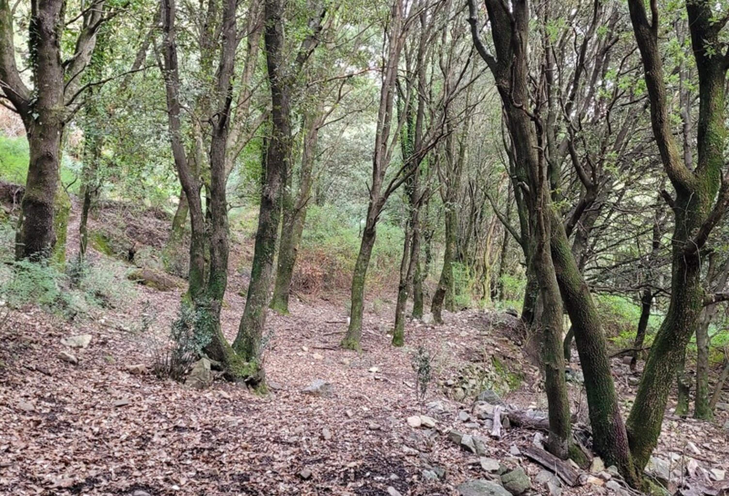 Dpt Corse (20), à vendre LEVIE terrain — photo 1