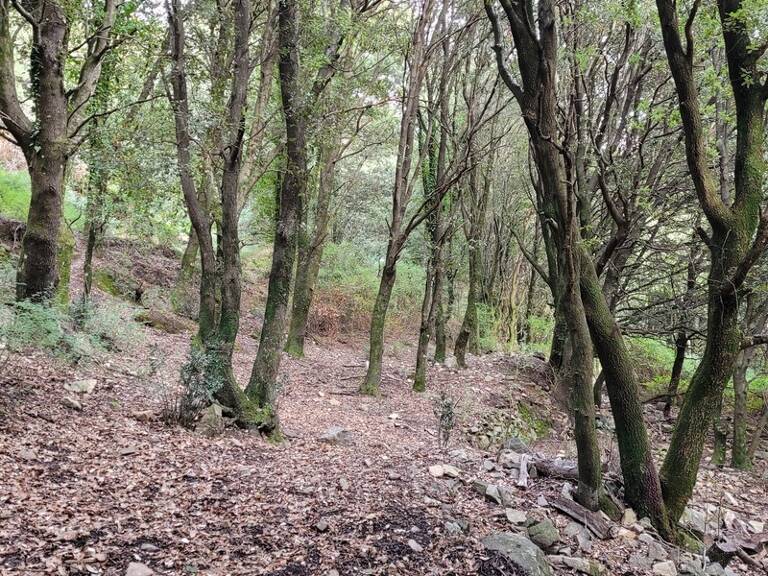 Dpt Corse (20), à vendre LEVIE terrain — photo 1
