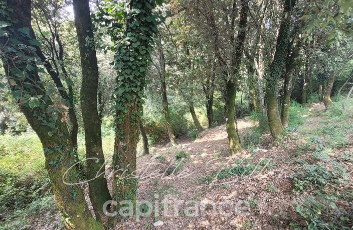 Dpt Corse (20), à vendre LEVIE terrain — photo 4