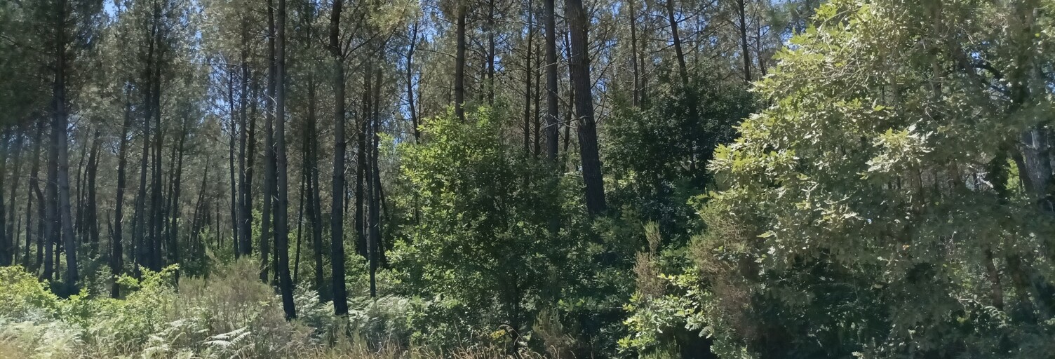 Terrain  2005 m² à vendre à Mano (40410)