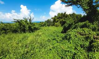 Terrain  970 m² à vendre à Basse-Pointe (97218)