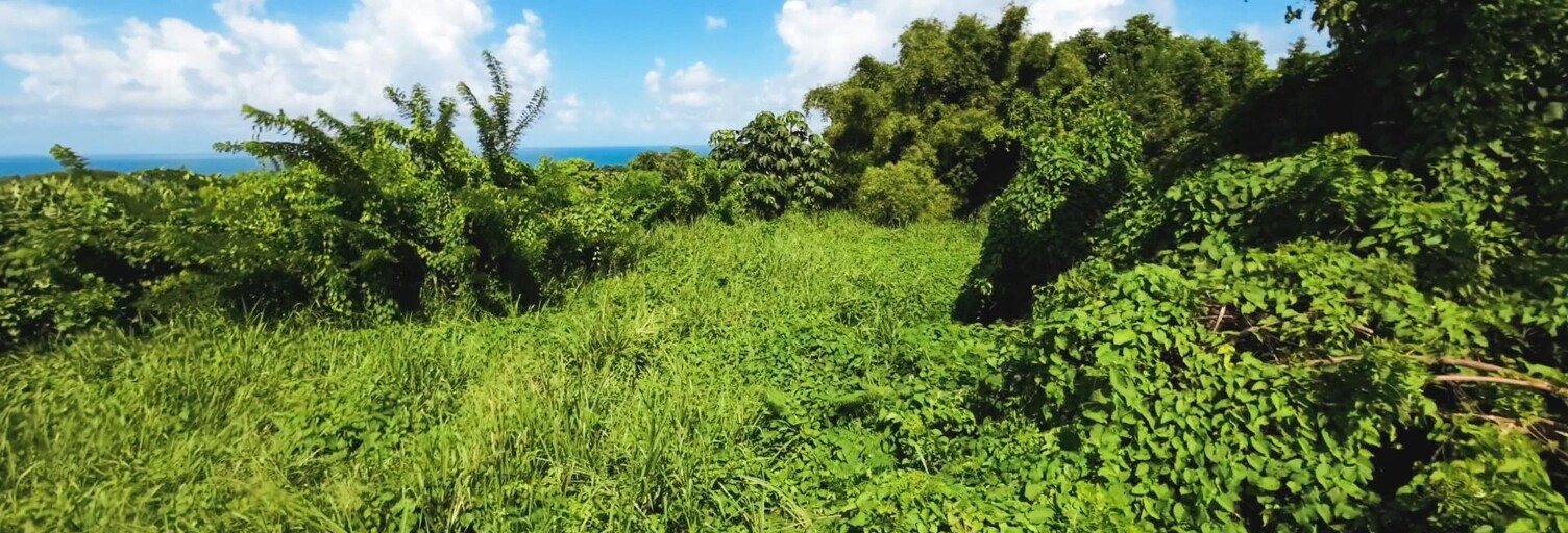 Terrain  970 m² à vendre à Basse-Pointe (97218)