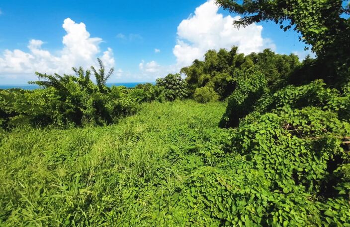 Terrain 970m² BASSE POINTE — photo 2