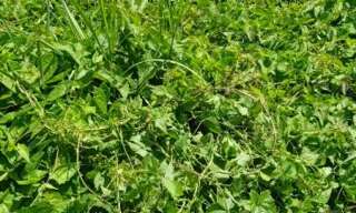 Terrain  556 m² à vendre à Basse-Pointe (97218)