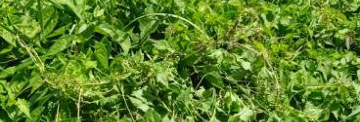 Terrain  556 m² à vendre à Basse-Pointe (97218)