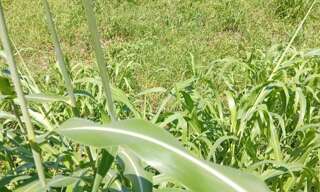 Terrain  556 m² à vendre à Basse-Pointe (97218)