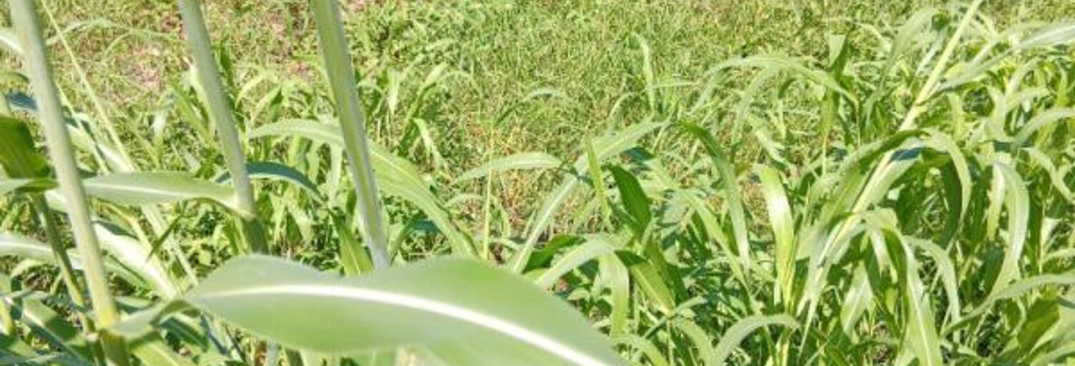 Terrain  556 m² à vendre à Basse-Pointe (97218)