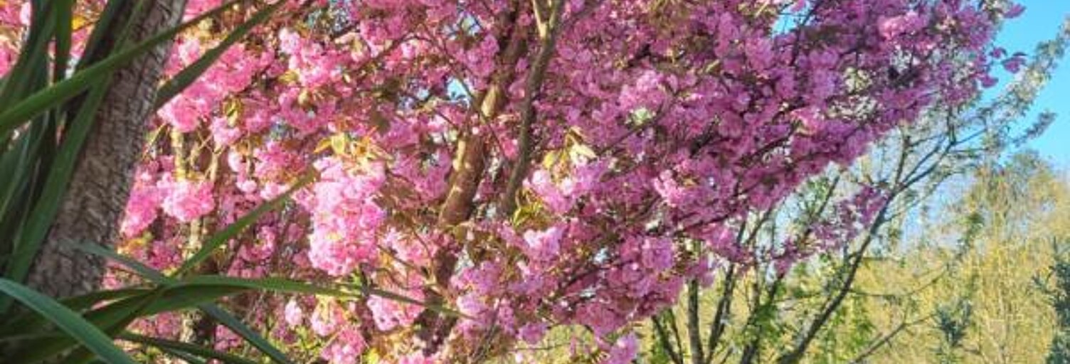 Maison 11 Pièces 320 m² à vendre à Bazoges-en-Pareds (85390)