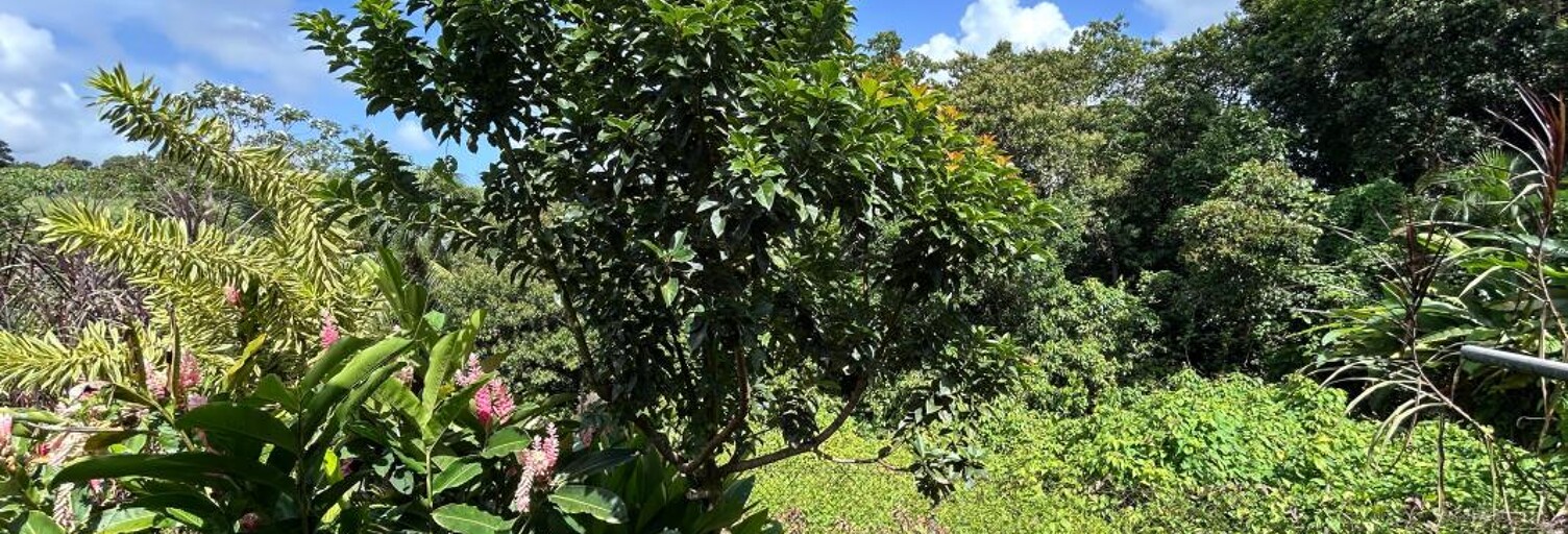 Maison 4 Pièces 106 m² à vendre à Petit-Bourg (97170)