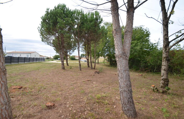 Terrain — photo 5