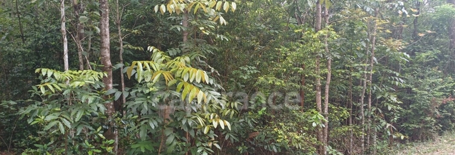 Terrain  2000 m² à vendre à Deshaies (97126)