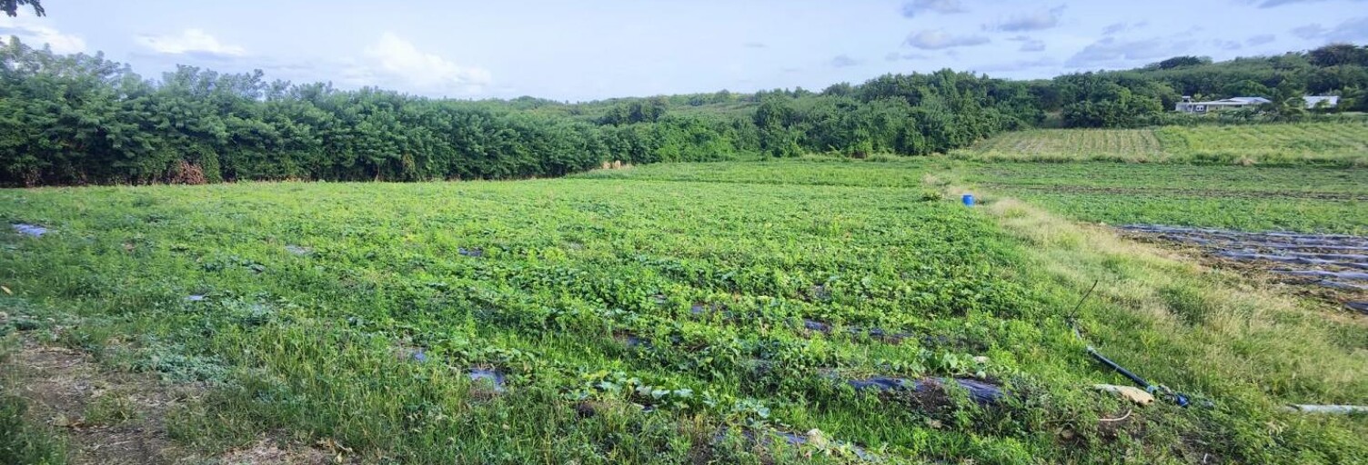 Terrain  2000 m² à vendre à Le Vauclin (97280)