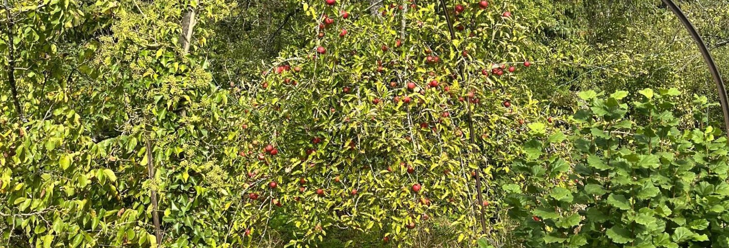 Terrain  1541 m² à vendre à Gerbéviller (54830)