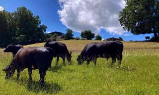 Maison 5 Pièces 100 m² à vendre à Montauban (82000)