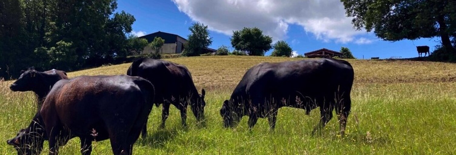 Maison 5 Pièces 100 m² à vendre à Montauban (82000)