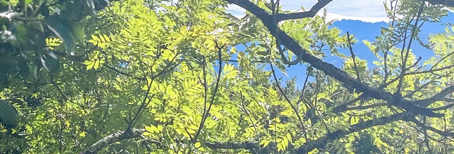 Terrain  850 m² à vendre à Plateau-des-Petites-Roches (38660)