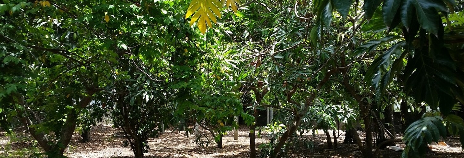 Terrain  400 m² à vendre à Saint-Pierre (97432)