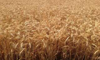 Terrain  1350000 m² à vendre à Levroux (36110)