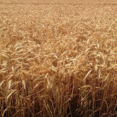 Terrain  1961000 €