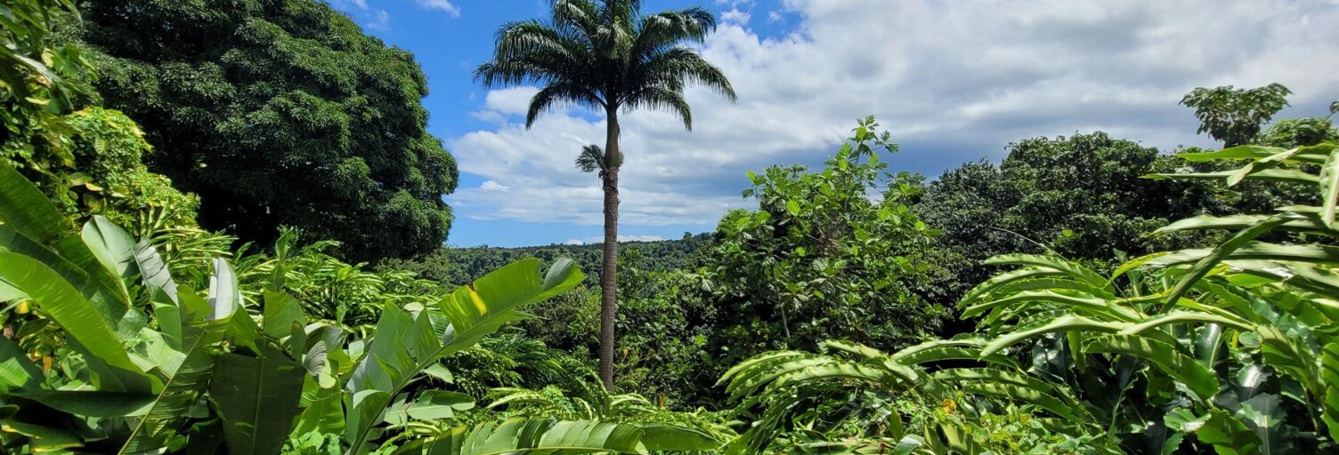 Commerce 19 Pièces 700 m² à vendre à Petit-Bourg (97170)