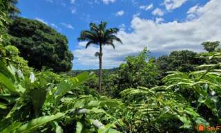 Commerce 19 Pièces 700 m² à vendre à Petit-Bourg (97170)