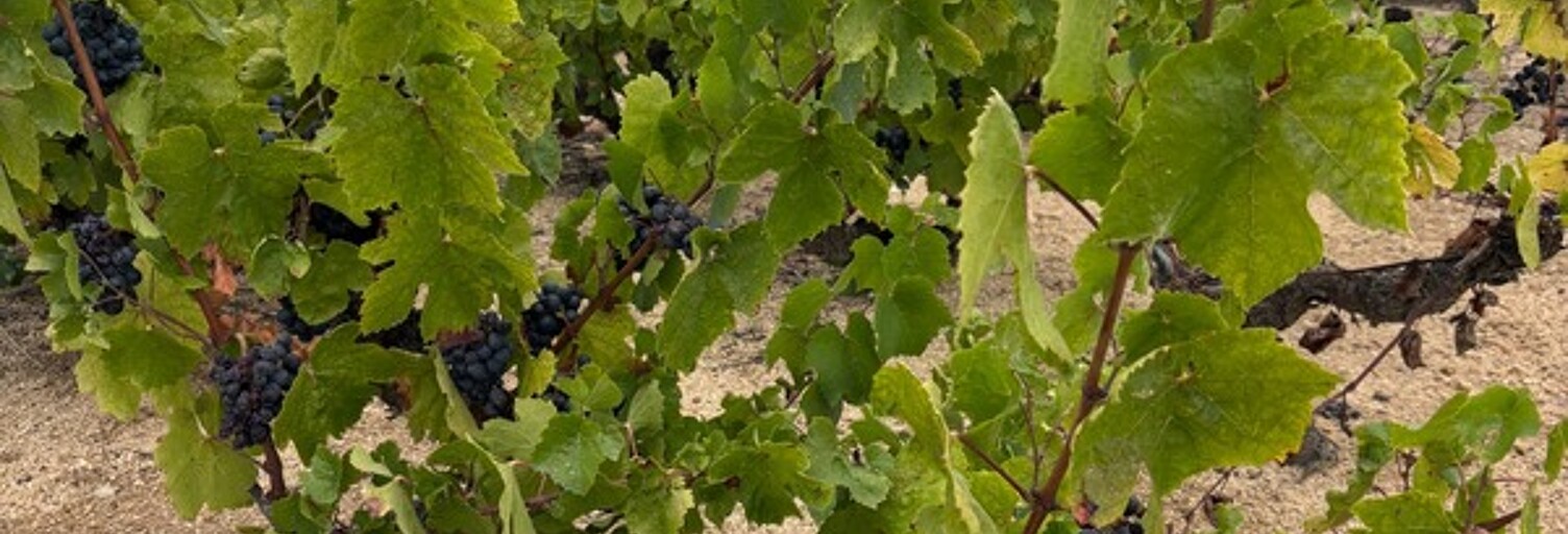 Maison  8971 m² à vendre à Régnié-Durette (69430)