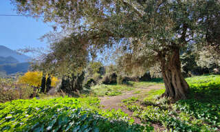 Terrain  567 m² à vendre à Moncale (20214)