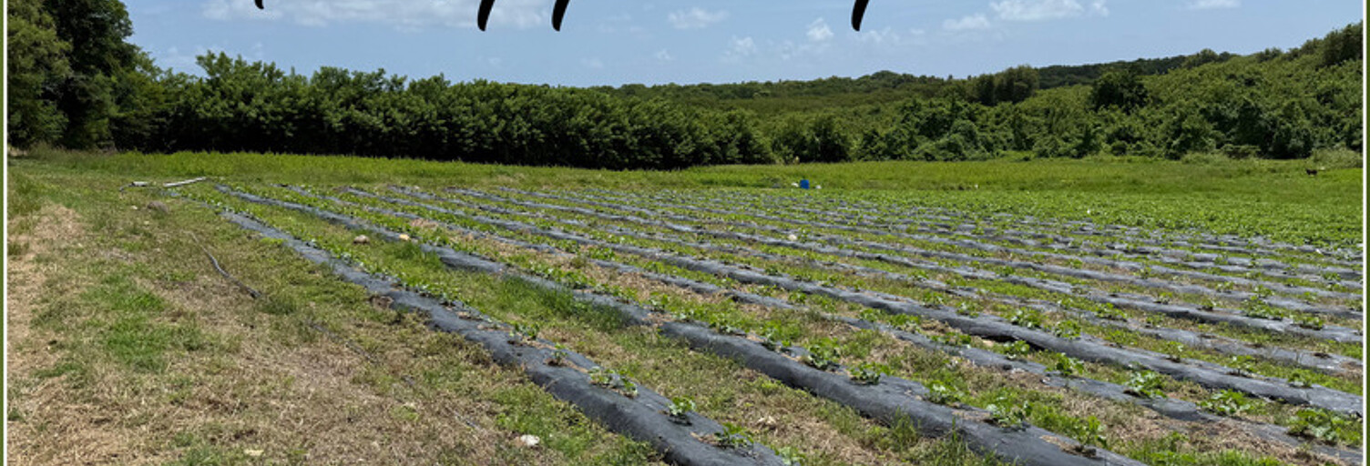 Terrain  2000 m² à vendre à Le Vauclin (97280)