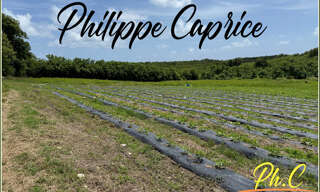 Terrain  2000 m² à vendre à Le Vauclin (97280)