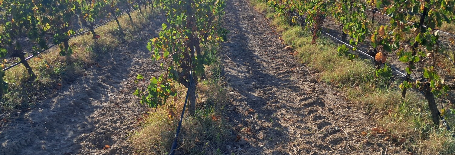 Terrain  29000 m² à vendre à Canet (11200)