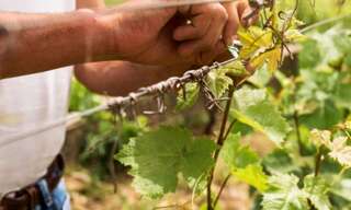 Immeuble 423 m² en viager Chavot-Courcourt (51530)