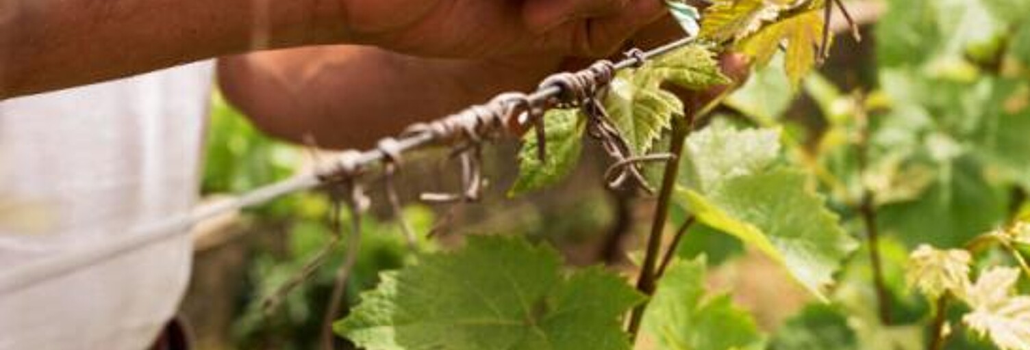 Immeuble 423 m² en viager Chavot-Courcourt (51530)