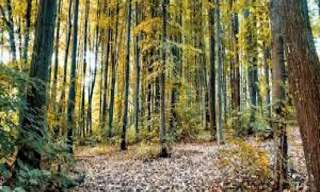 Terrain  4500 m² à vendre à Gouvieux (60270)