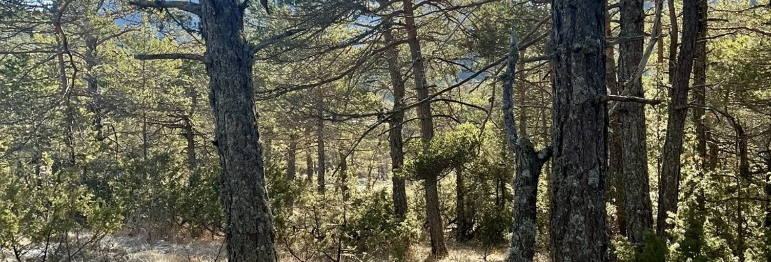 Terrain  2500 m² à vendre à La Martre (83840)