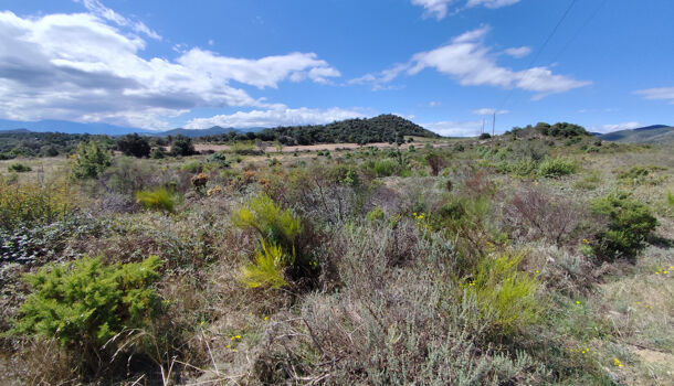 Terrain  à vendre Montalba-le-Château 66130