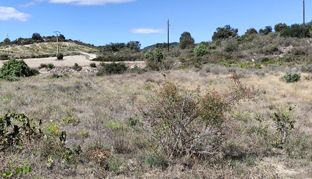 Terrain  à vendre Montalba-le-Château 66130