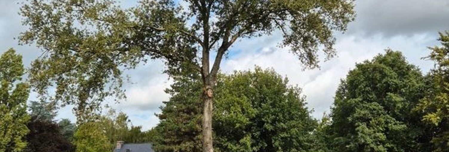 Terrain  8433 m² à vendre à Guipry-Messac (35480)