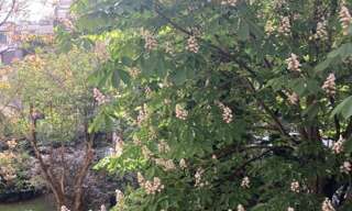 Appartement 1 Pièce 29 m² à vendre à Paris 16 (75016)