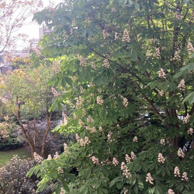 Appartement 1 pièces 335000 €