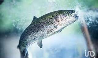 Commerce  30000 m² à vendre à Breuil (80400)