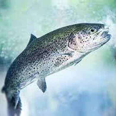 Commerce  313600 €